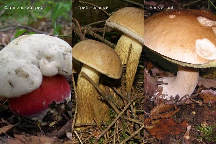 Фотографии сатанинского белого гриба