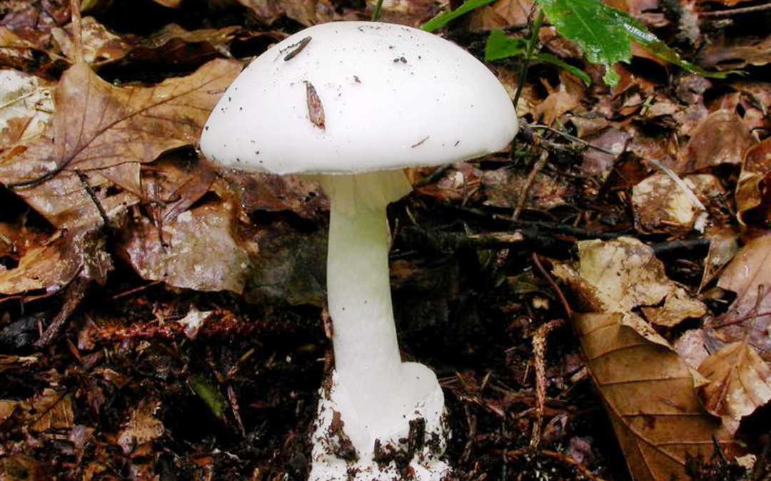 Гриб смерти — узнайте о самом ядовитом грибе на планете
