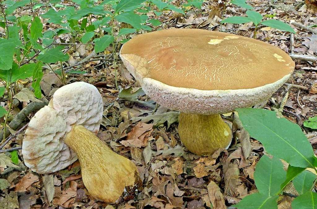 Способы распознавания ядовитых грибов-двойников.