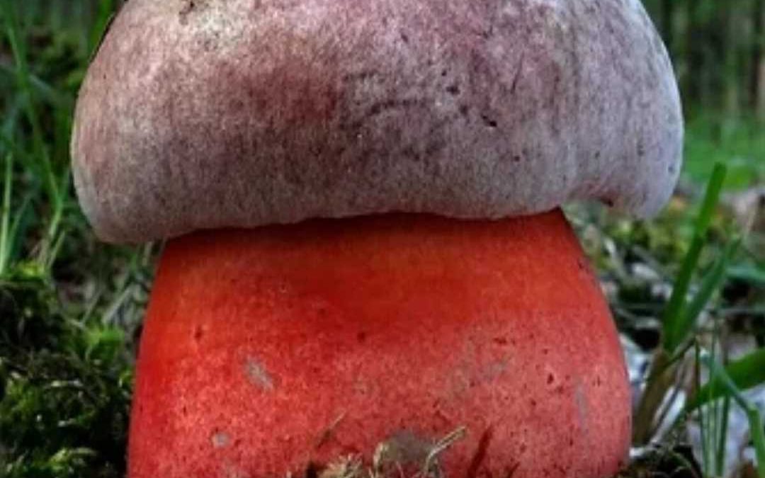Шляпка с нижней стороны сатанинского гриба — что скрывается под личиной зла