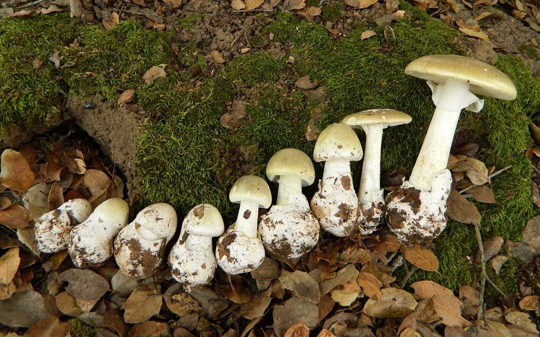Какой гриб считается самым опасным для человека?