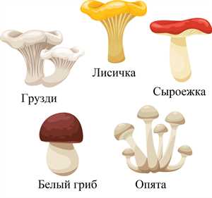 Различие между съедобными и ядовитыми грибами — примеры.