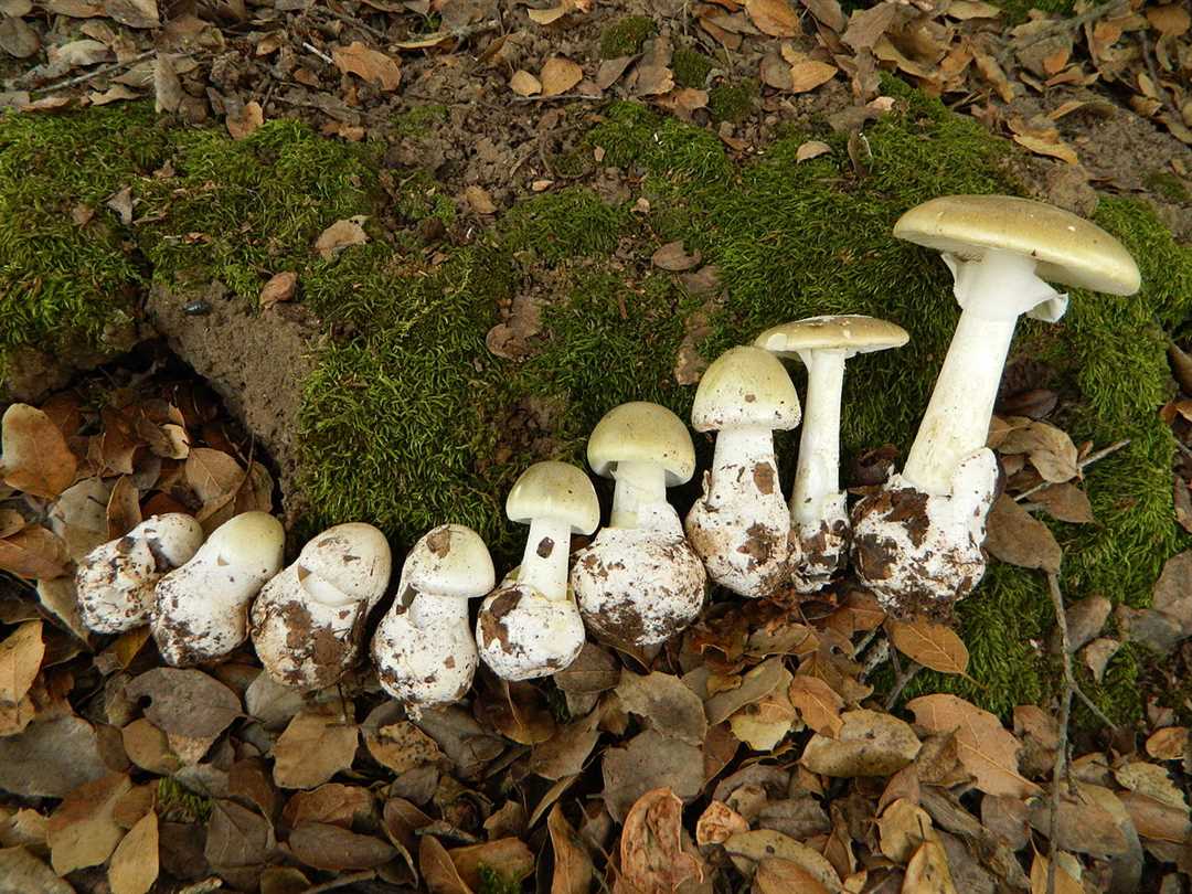 Алкалоид ядовитых грибов