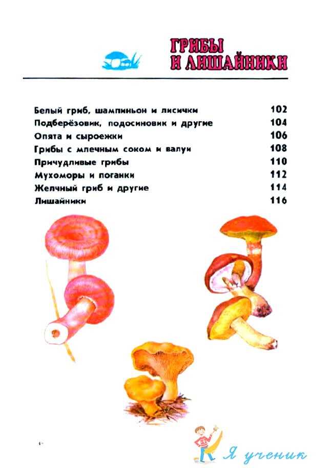 Учимся определять грибы и лишайники по атласу-определителю Плешакова - ОМ Плешаков