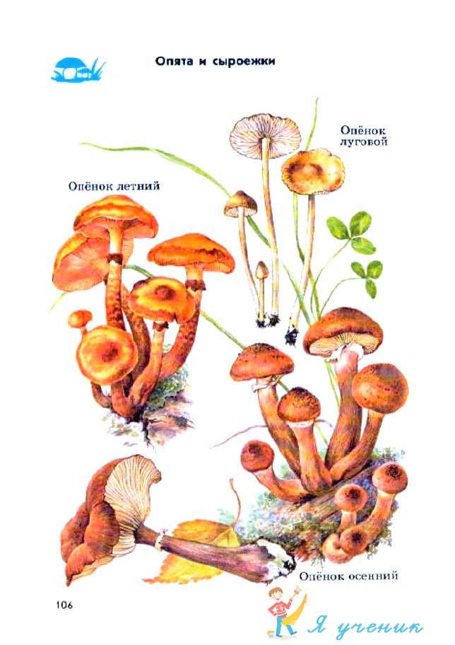 Учимся определять грибы и лишайники по атласу-определителю Плешакова