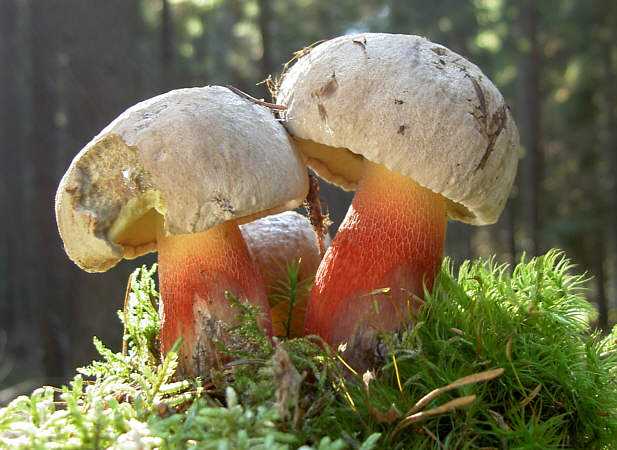Опасные грибы в лесу