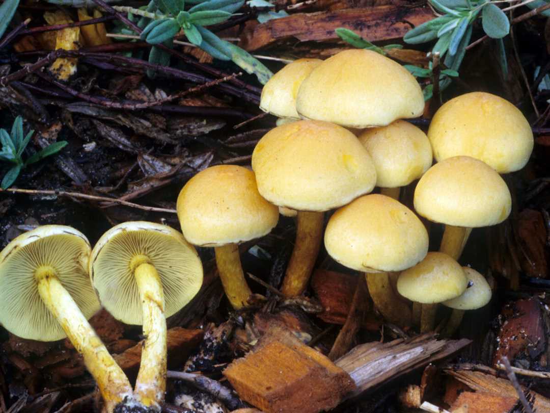 Чем опасен желтый гриб