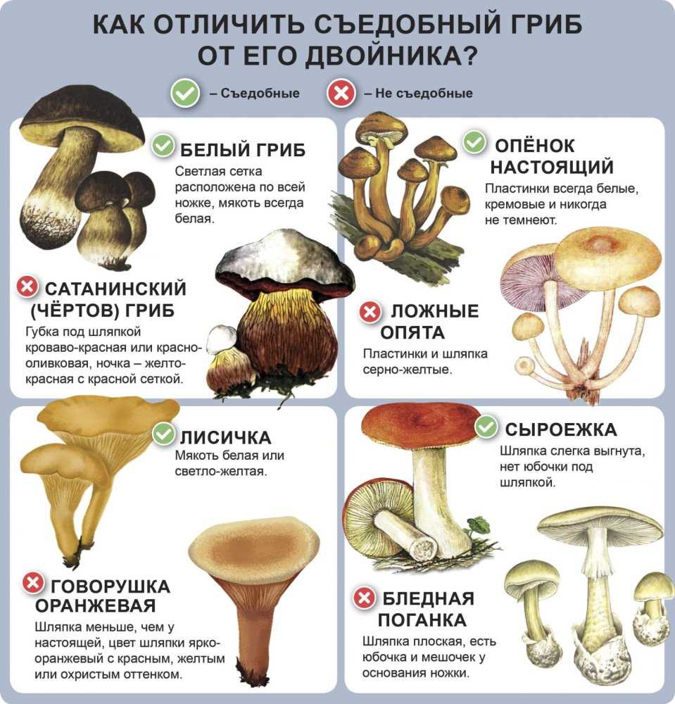 Кому противопоказаны грибы