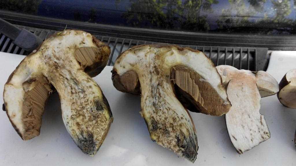 Опасность червей, содержащихся в грибах