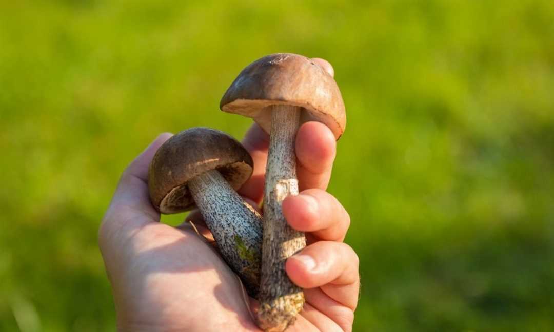 Меры профилактики отправлений грибами