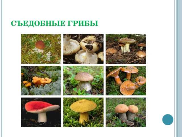Ядовитые грибы. презентация к уроку по ЗОЖ 2 класс