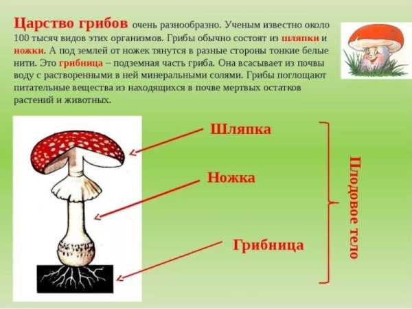 Доклад ядовитые грибы 2 класс окружающий мир