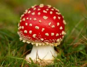 Лоси употребляют ядовитые грибы в пищу