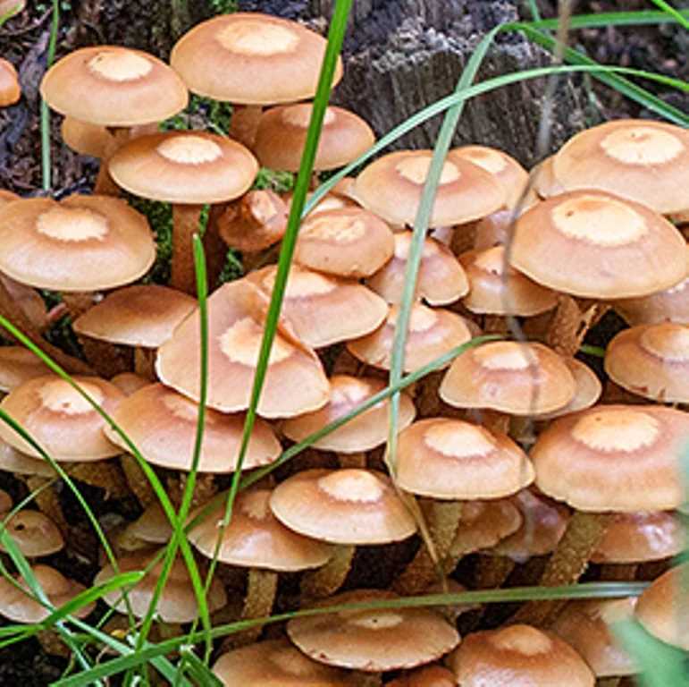 Галерина окаймленная ядовитые грибы