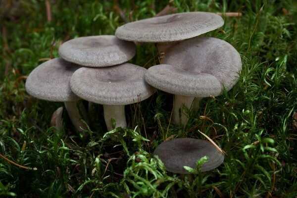 Опасные и безопасные грибы — рыжики.