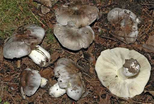 Фото гриба-рядовки — как отличить съедобный от ядовитого
