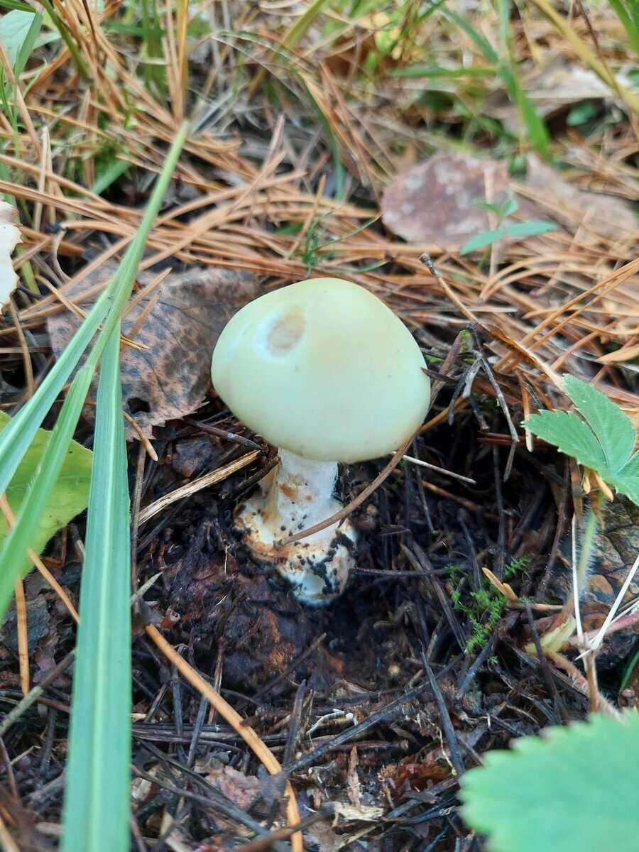 Панский или польский гриб