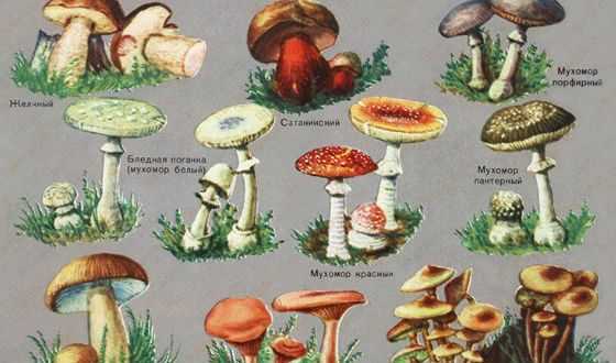Маринованные польские грибы