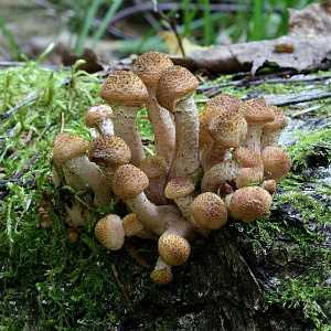 Съедобные грибы растущие в Мурманской области