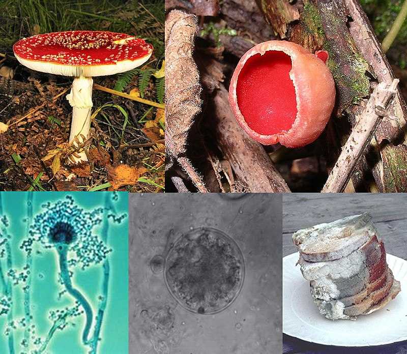 Белый гриб, рыжик и груздь