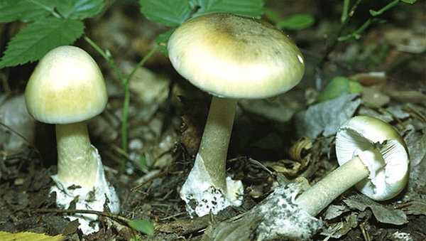 Опасность грибов для животных