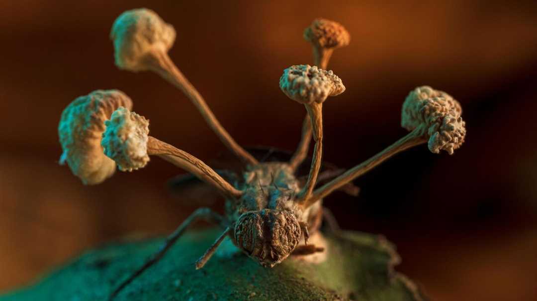 Жизненный цикл грибов-паразитов животных и человека