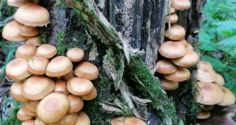 Управление по делам ГОЧС » Безопасность в лесу » Осторожно, ядовитые грибы