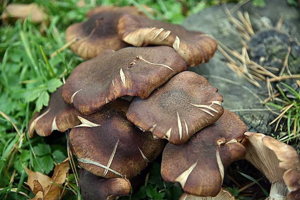 Как определить съедобные и распознать ядовитые грибы