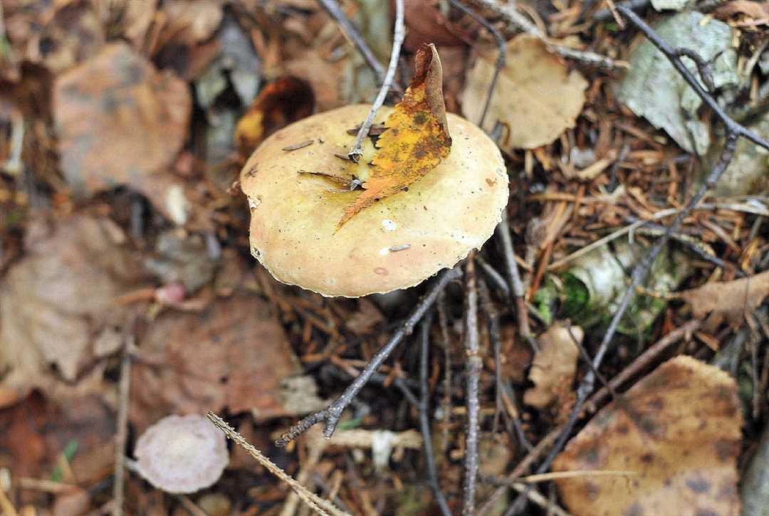 Тихая охота на Сахалине: какие грибы, где и когда собирают на острове