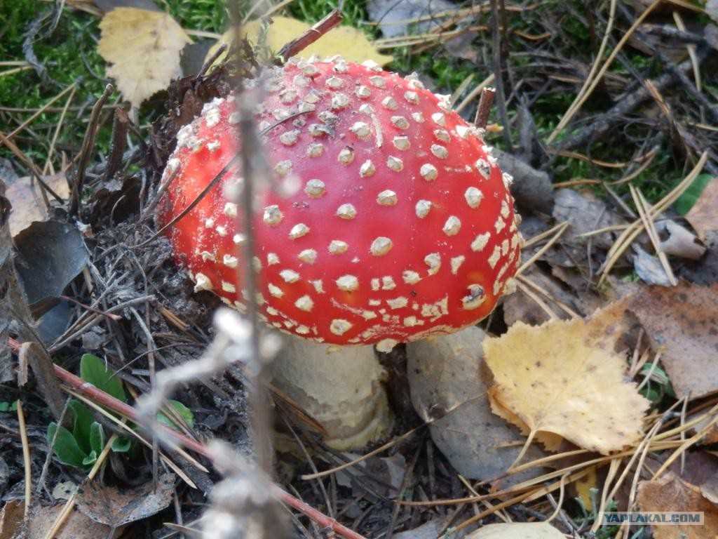 Опасные ядовитые органолептические характеристики сухих грибов.