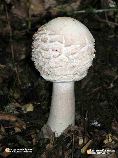 Фотографии грибов зонтиков — определите съедобные от ядовитых