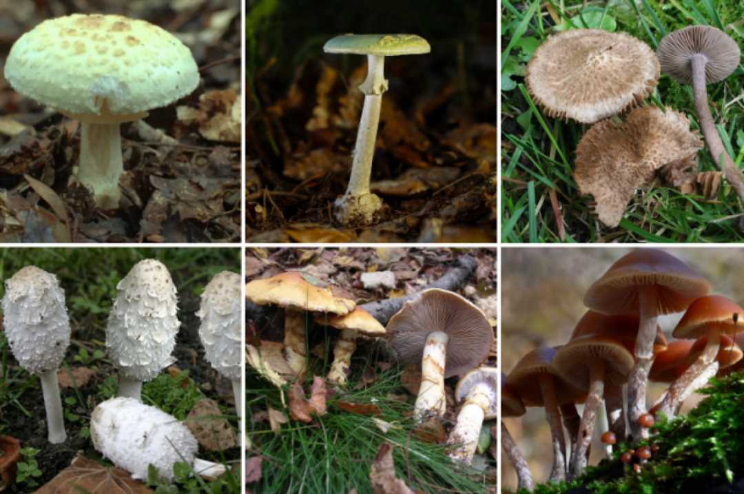 Интересные факты о ядовитые грибы 