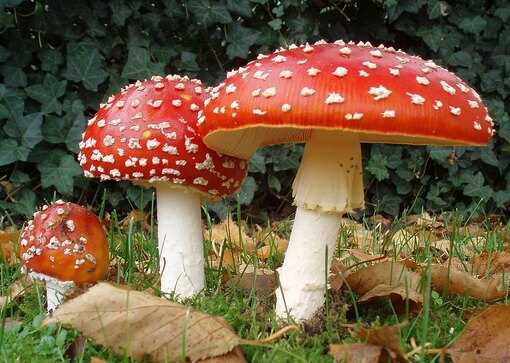 Узнайте увлекательные сведения о токсичных растениях и грибах!