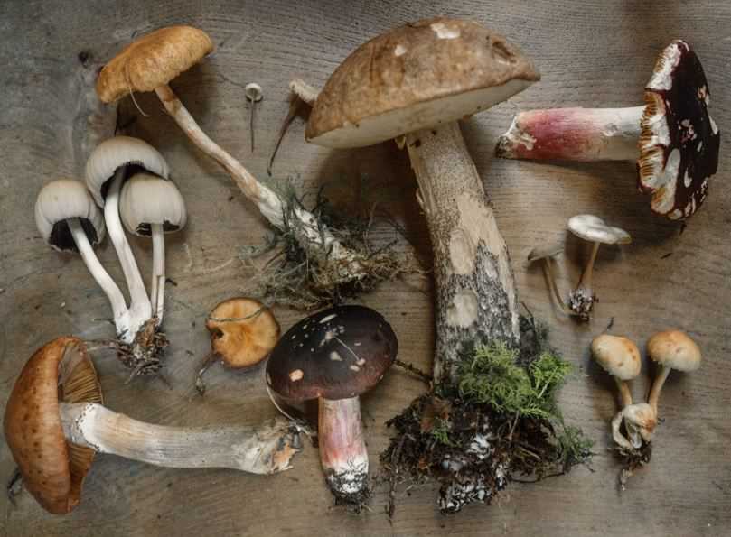 Ядовитые грибы мухоморы, поганка, ложноопята, сатанинский гриб