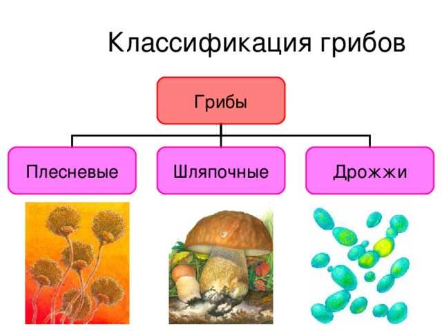 Грибковые инфекции