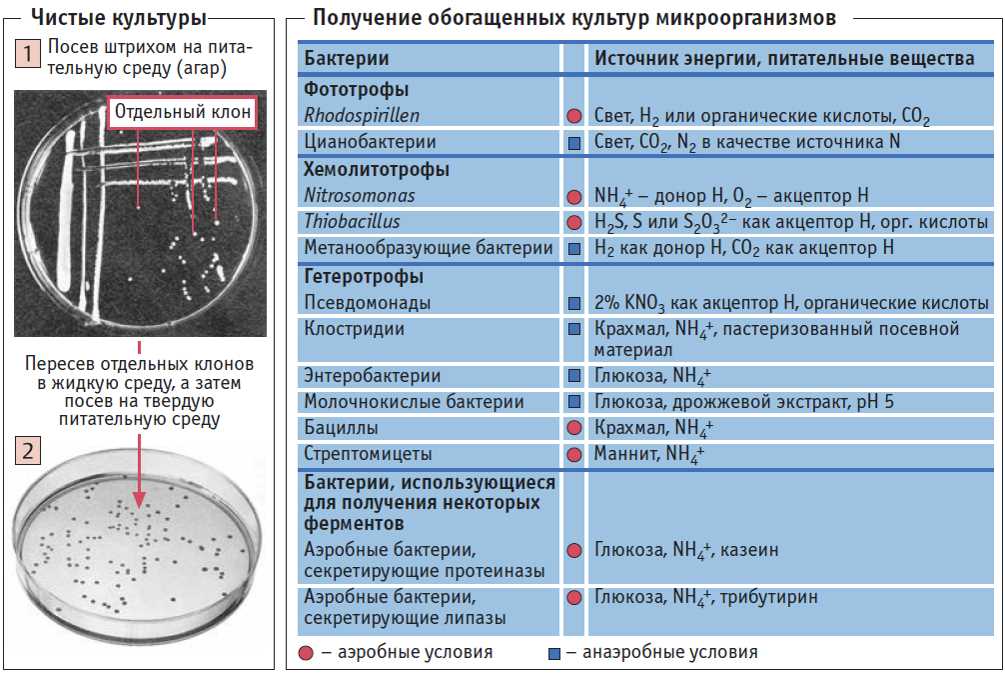 К какой группе относятся патогенные грибы