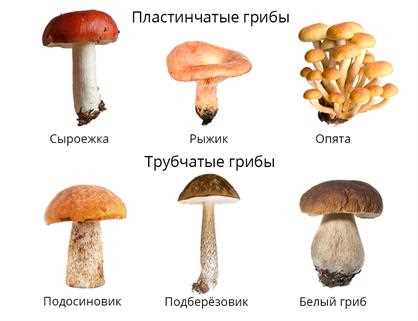 Запретный знак и ядовитые грибы