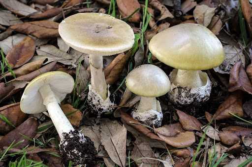 Многолетние наблюдения показали, что самые тяжелые отравления вызывает гриб БЕЛАЯ ПОГАНКА Amanitia phalloides.