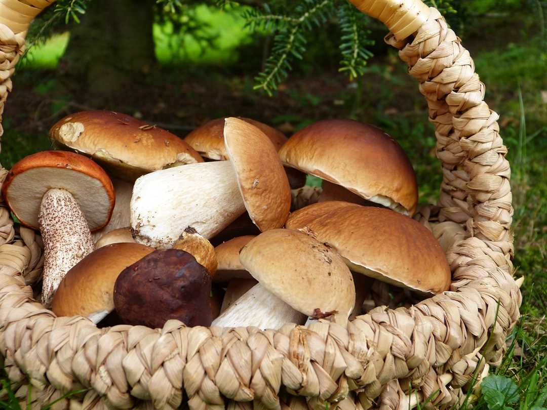 Как обезопасить себя от отравления грибами