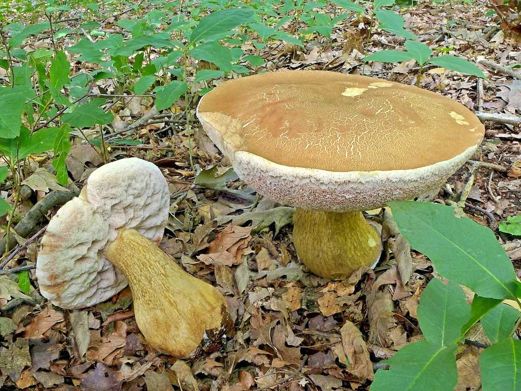 Как отличить ядовитые грибы двойники
