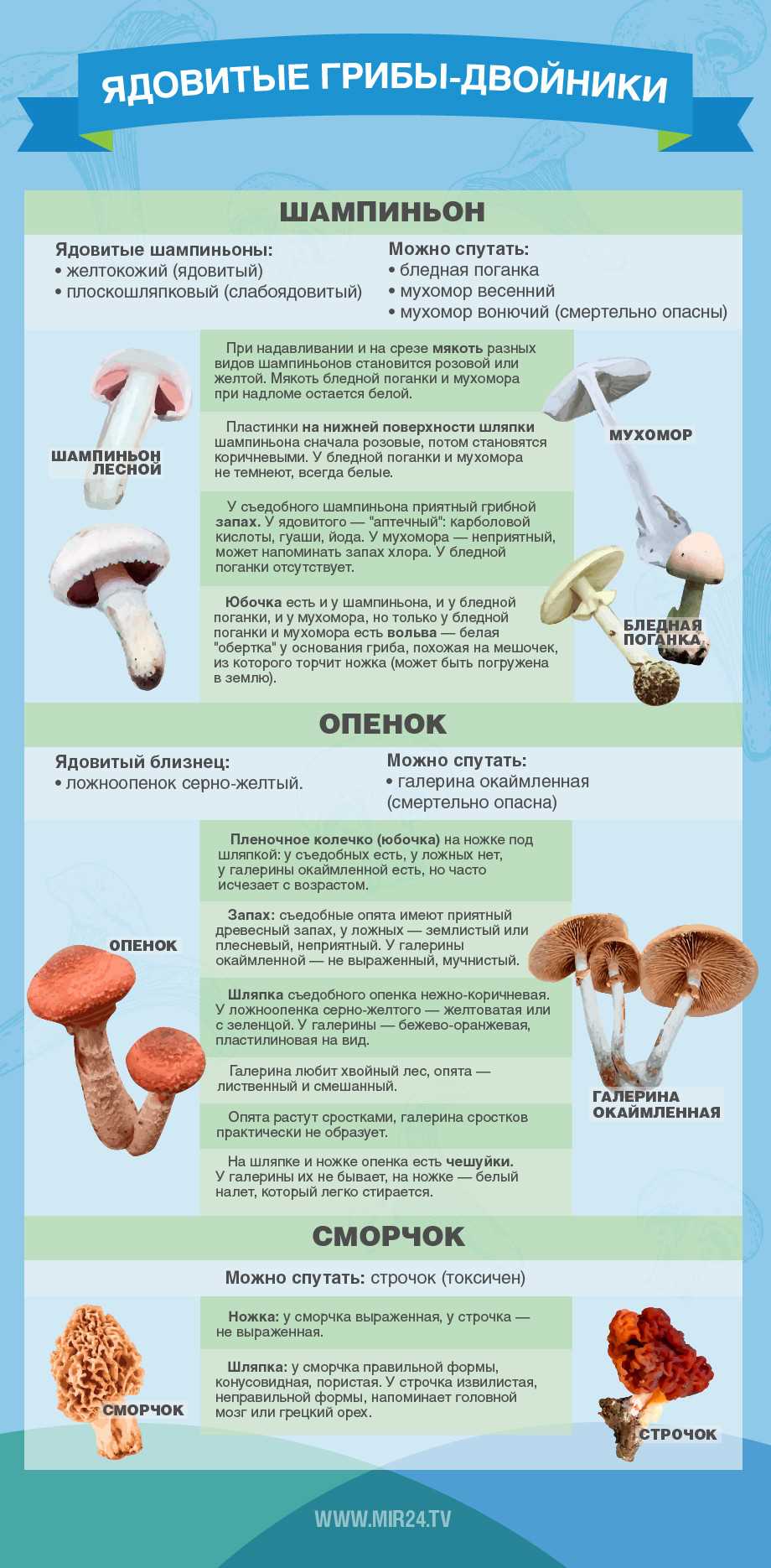 Рассказываем, как отличить полезные грибы от ядовитых и почему некоторым может стать плохо даже от съедобных грибов