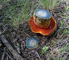 Сатанинский гриб фото, описание, двойники и видео ядовитого гриба
