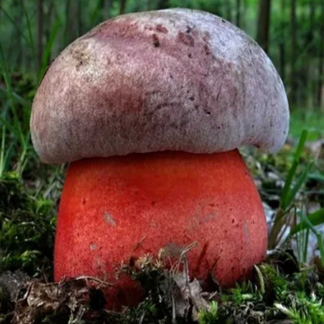 Какая шляпка снизу у сатанинского гриба
