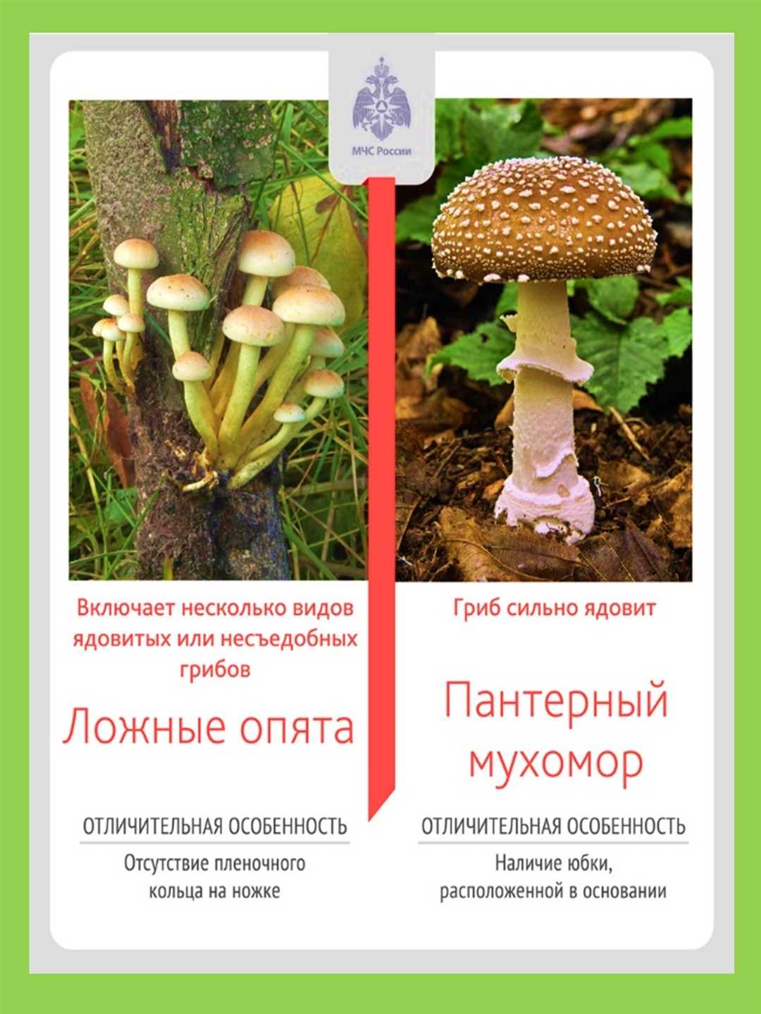 Ядовитые грибы — как их опознать по картинкам.