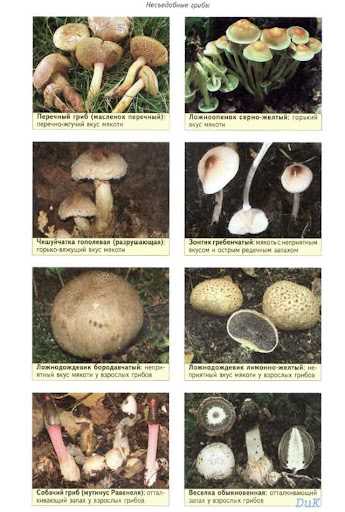 Опасные мифы о грибах и одна история ⁠ ⁠