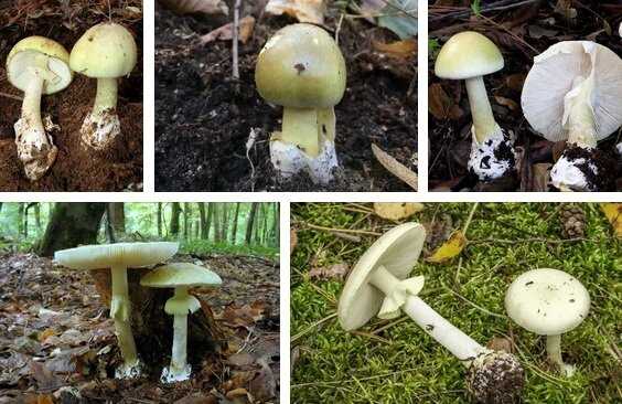 Какие на вкус ядовитые грибы