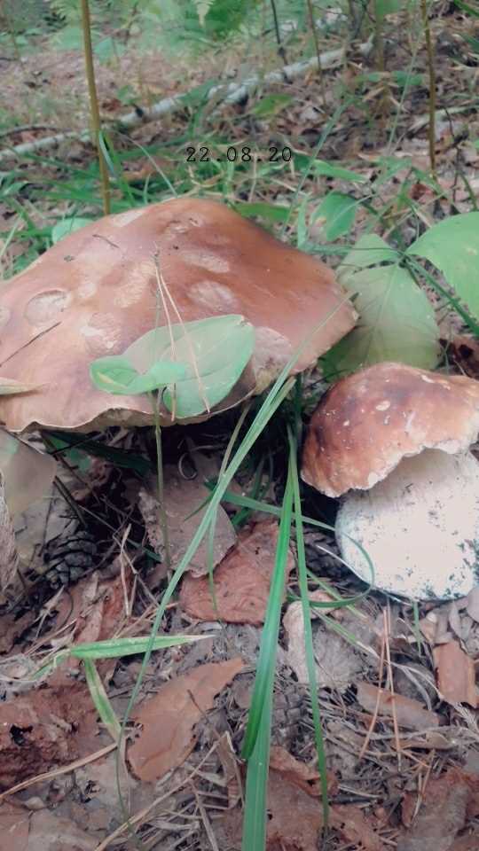 Какие ядовитые грибы встречаются в самарской области