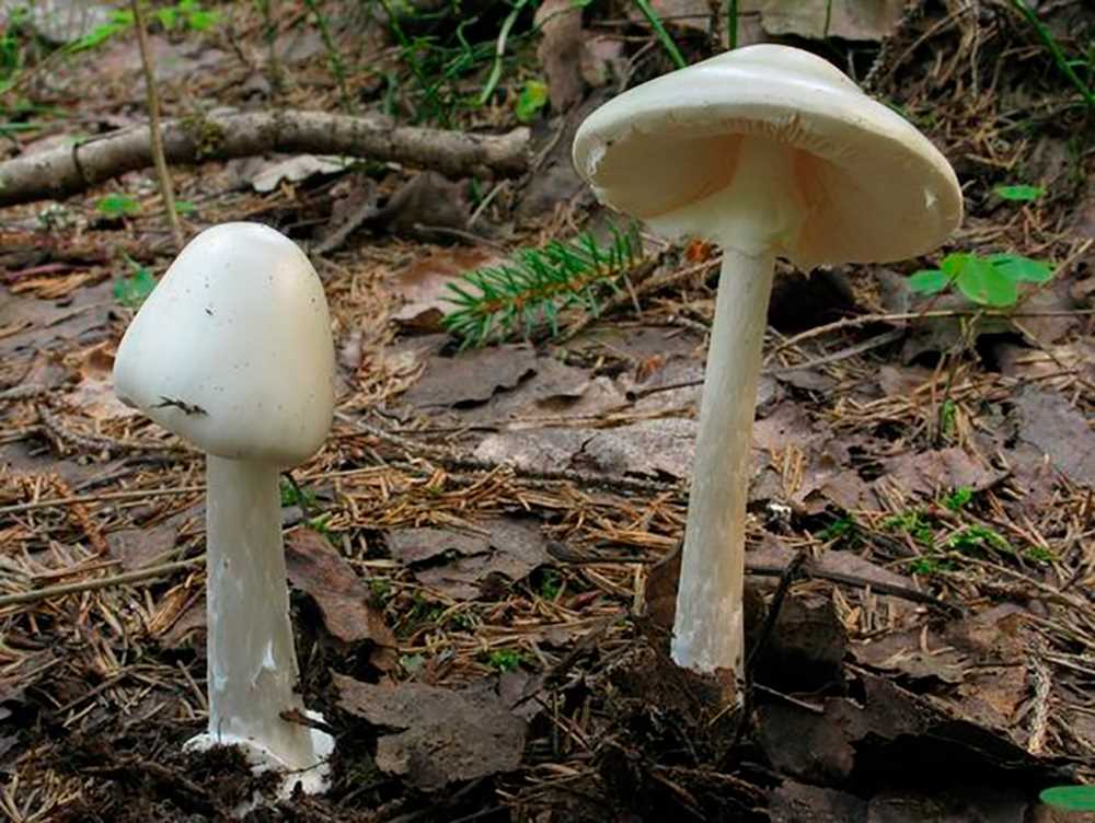 Какие съедобные грибы растут в вашей местности? Какие ядовитые грибы растут в вашей местности? Ответы запишите в таблицу