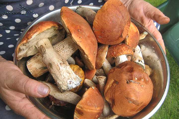 Какие грибы нельзя запивать алкоголем: ответ экспертов