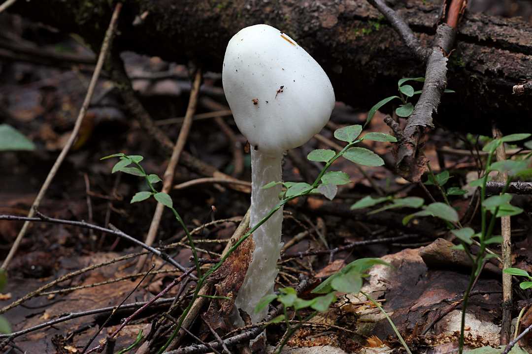Топ-3 ядовитых грибов, которыми чаще всего травятся украинцы